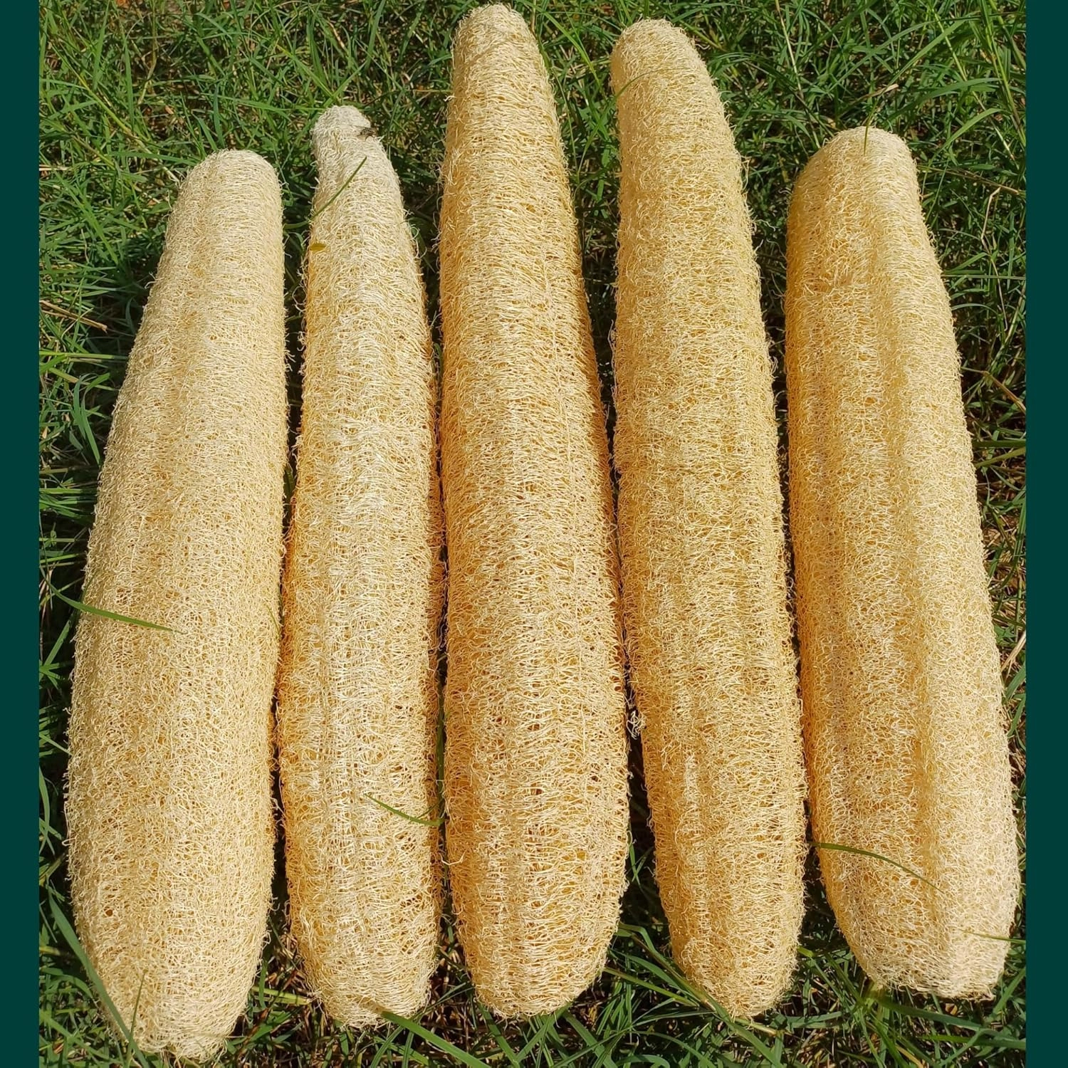 5 Pcs (16 – 18 Inches) Natural Loofah Sponge | Organic Loofah | Shower Loofah Exfoliating Body Scrubber | Bath for Loofah for Men and Women | (5 - Pack)