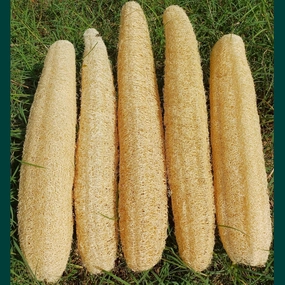 5 Pcs (16 – 18 Inches) Natural Loofah Sponge | Organic Loofah | Shower Loofah Exfoliating Body Scrubber | Bath for Loofah for Men and Women | (5 - Pack)