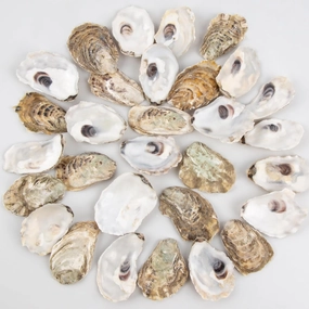 QEQEKAKA 30PCS 2" - 2.5" Small Flat Natural Oyster Shells for Crafts, Home Vase Filler, Xmas Ornaments, DIY Arts and Crafts Sea Shells