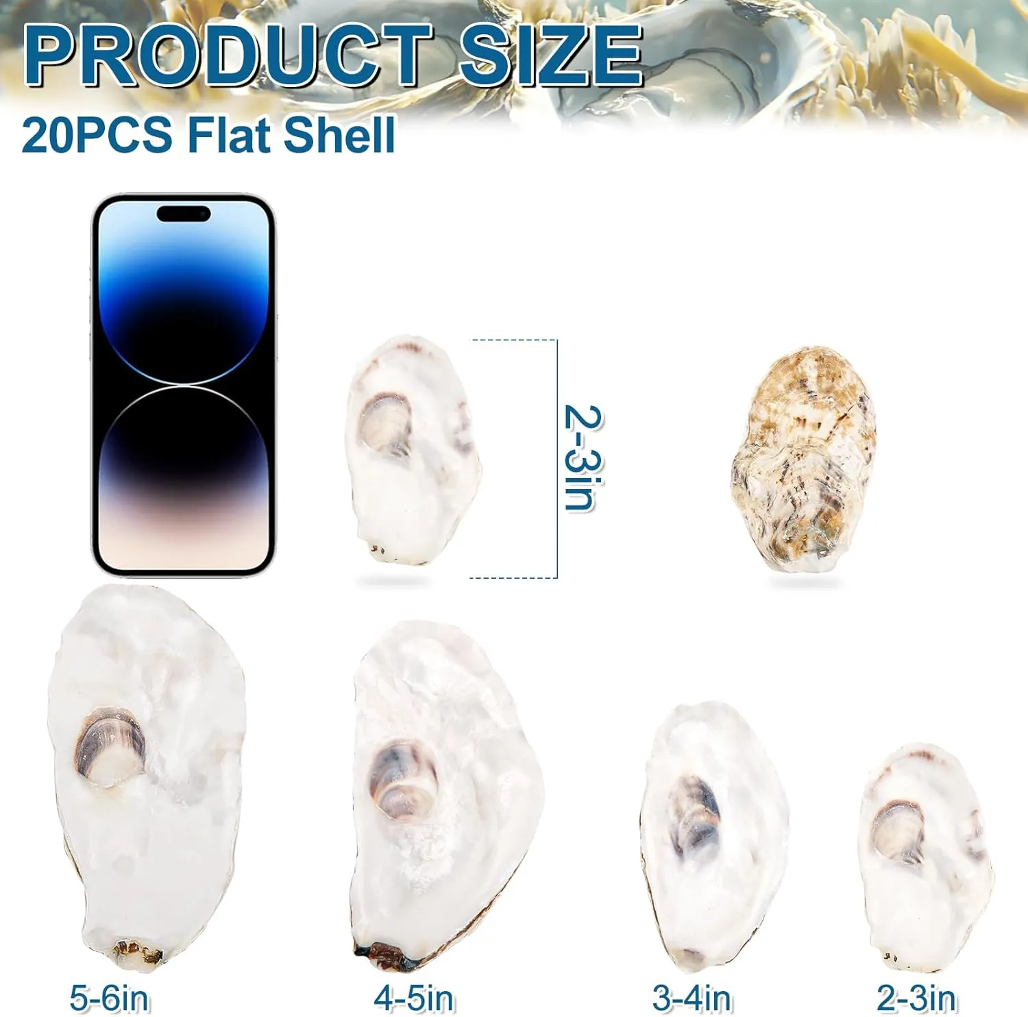 QICQDRAM 20PCS Flat Oyster Shells 2-3" Small Natural White Shells for Crafts, Home Vase Filler, Xmas Ornaments, DIY Arts and Crafts