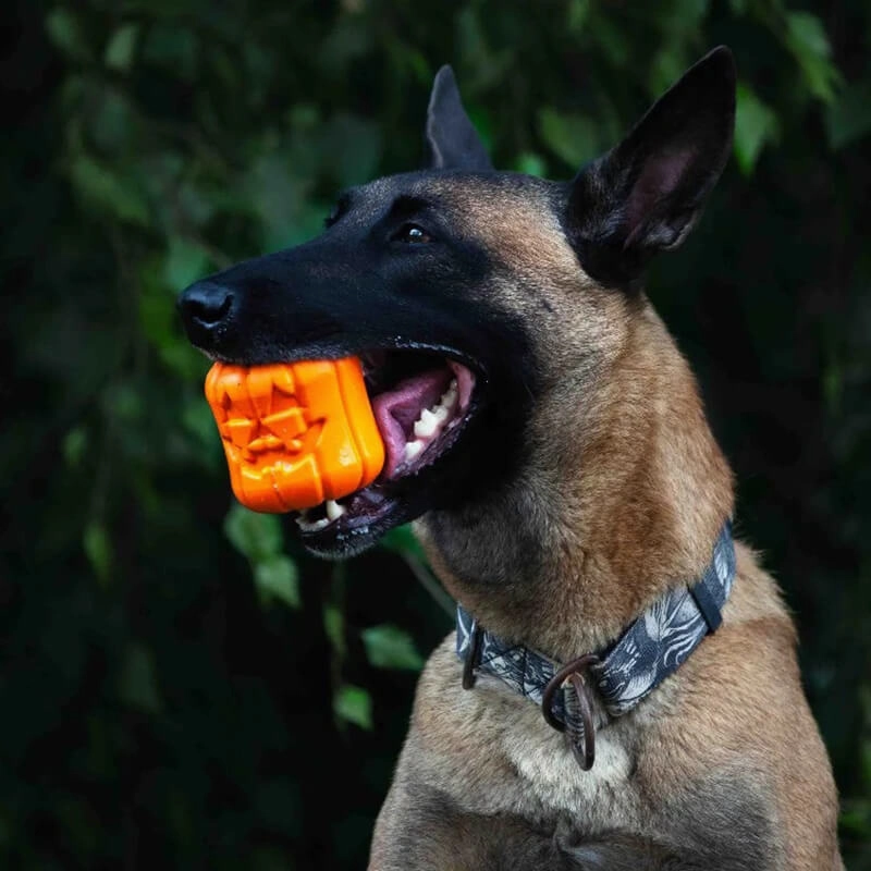 Soda Pup Jack O' Lantern Treat Dispensing Toy