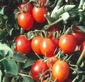 Tomato Principe Borghese 1,000 Seeds